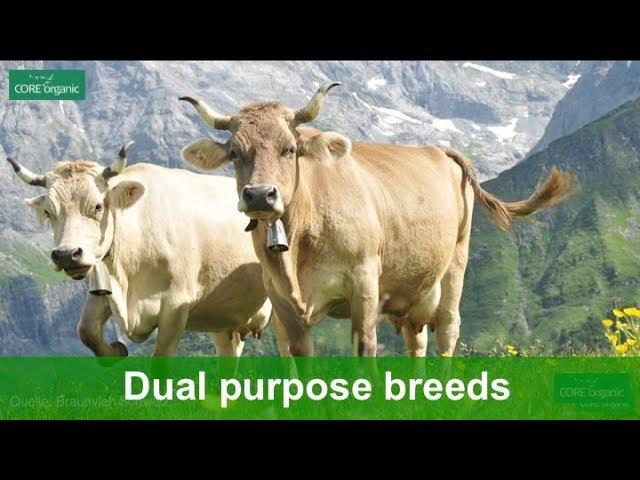 Dual-purpose breeds – an outdated custom or a new opportunity?