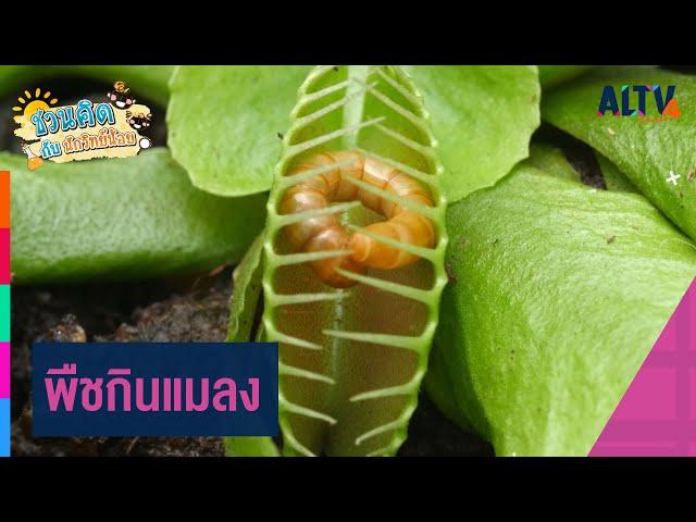 พืชกินแมลง | ชวนคิดกับนักวิทย์น้อย