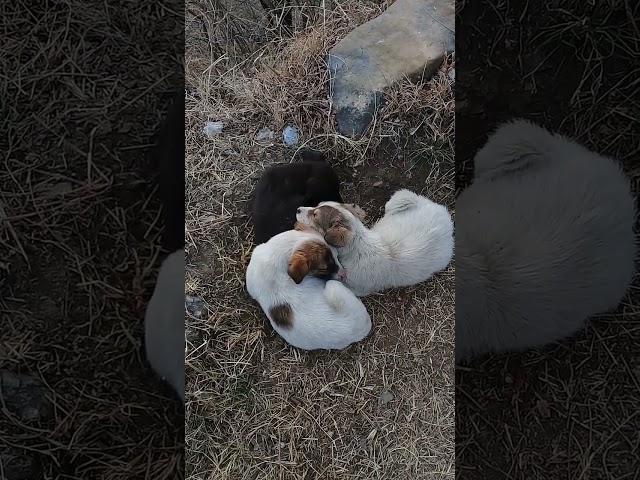 Beautiful Stray puppies sleeping in winters strong winds | Mountain Village | Nature Buddies #animal