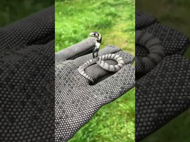 baby cobra snake rescue #shorts video