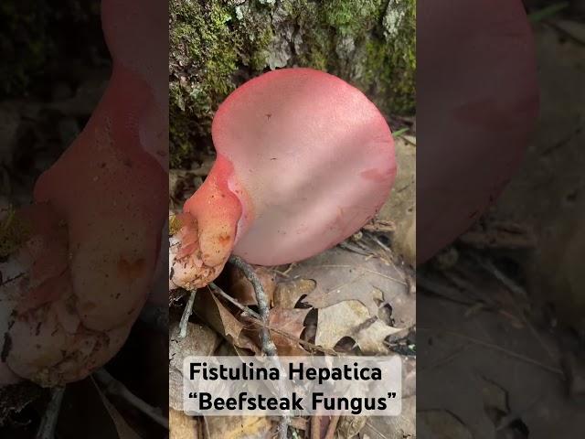 Fistulina Hepatica “Beefsteak Fungus”