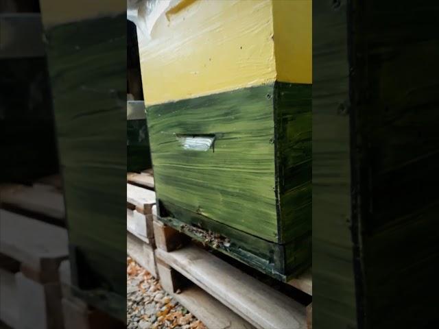 #pčele#volimpčele #bees#lovebees #méhek#szeretemaméheket  #ventilácio #hardworkbees #klima #vazduh