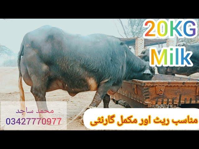 گلزار احمد تاندلیانوالہ1عدد بھینس فروخت27دسمبرPure Nili &Nili Ravi Buffalos for sale on 92 Animal tv