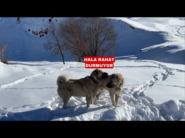 ÖLÜMDEN DÖNDÜK DÜN FAÇA VE PAŞA ŞİMDİYE KADARKİ EN KÖTÜ BOĞUŞMALARINI YAPTILAR