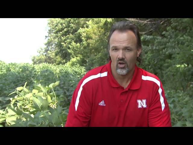 Identifying Phytophthora Root and Stem Rot of Soybean