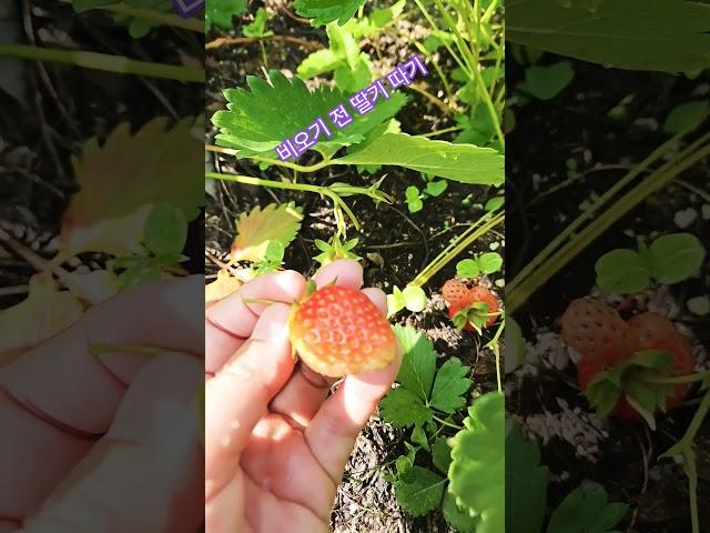 비온다해서 딸기도 따요  #딸기농사 #주말농장 #농부의일상 #shorts