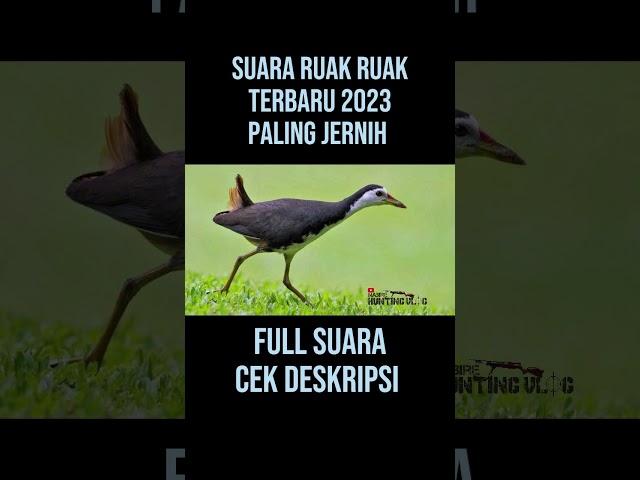 suara burung ruak ruak