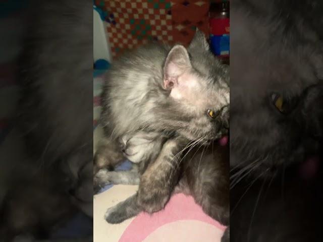 #cute #catmom #love #kitten