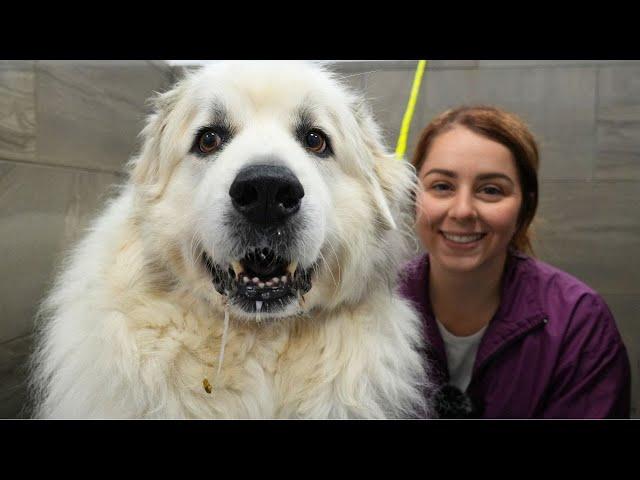 Transform This Stubborn Great Pyrenees With Me | Don't Touch My PAWS!