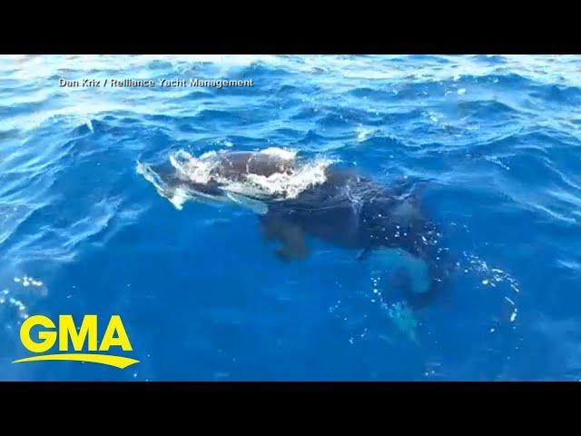 Video shows orca biting off boat’s rudders in waters off Spain l GMA