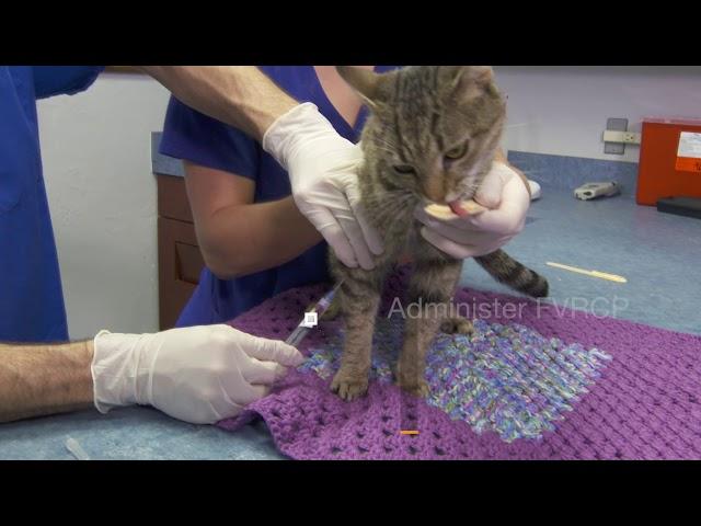 ASPCA Feline Subcutaneous Vaccination How-To