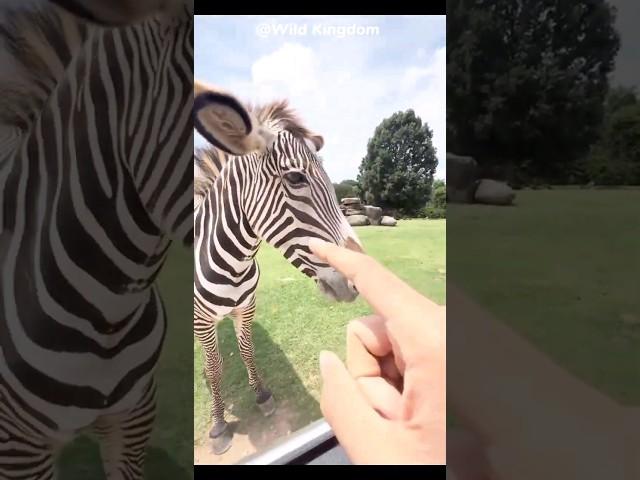 "Witness the Beauty and Grace of Zebras in the Wild" #animalplanet #wildlifeconservation #nature