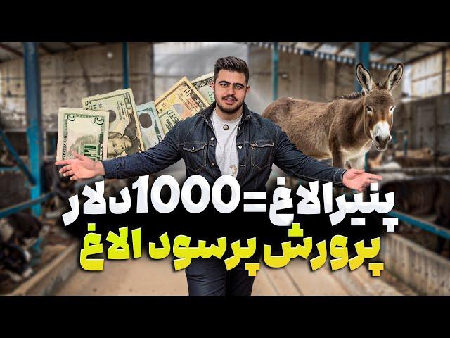 شیر الاغ خوردم برای اولین بار  معرفی و قیمت محصولات الاغ