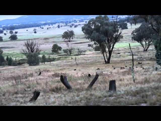 The best Gun for Hunting Australian Wild Pigs Part 3 - The Hunt