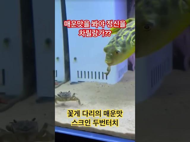 꽃게 다리의 매운맛을 봐야 정신차릴랑가?