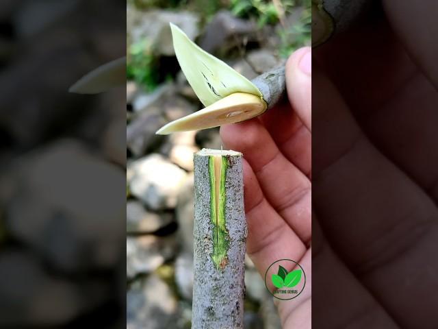 New grafting techniques fig fruit plants grafting best method ever2 satisfying #asmr #yt #grafting