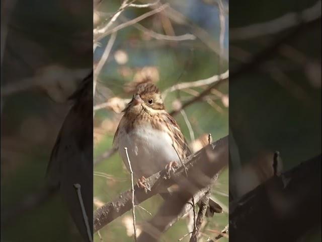 호기심 가득 두리번두리번 #쑥새 #birds #숑숑이라이프