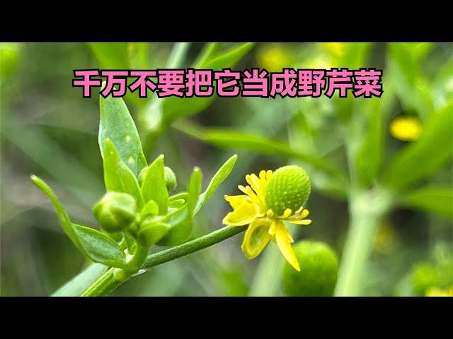 同野芹菜非常相似的植物石龙芮你可要认清，采错了就麻烦了