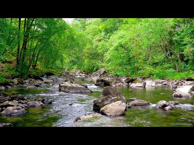 Conwy River Flows in Rocky Forest. Relaxing Water, Sleep Sounds. River Sound for Calmness, Meditate.