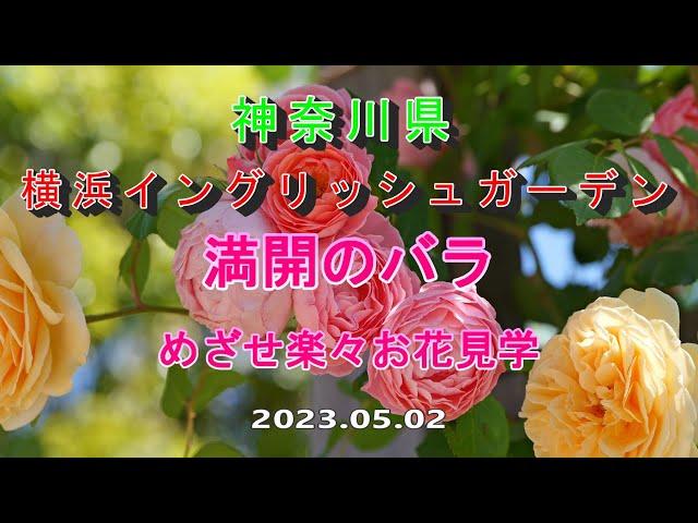 神奈川県　横浜イングリッシュガーデン　満開のバラ　めざせ楽々お花見学　2023 05 02