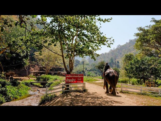 Patara Elephant Sanctuary on Mae Hong Son Loop, Chiang Mai, Thailand in 4K