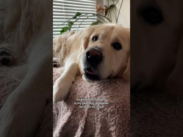 When a blind dog hears his owner’s voice ️