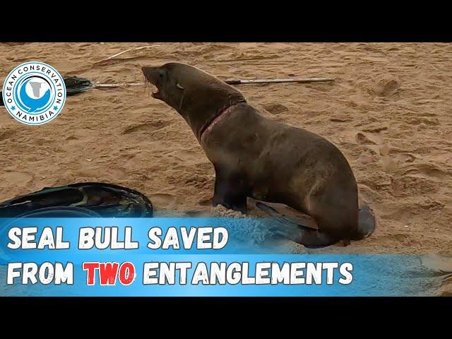 Seal Bull Saved From TWO Entanglements