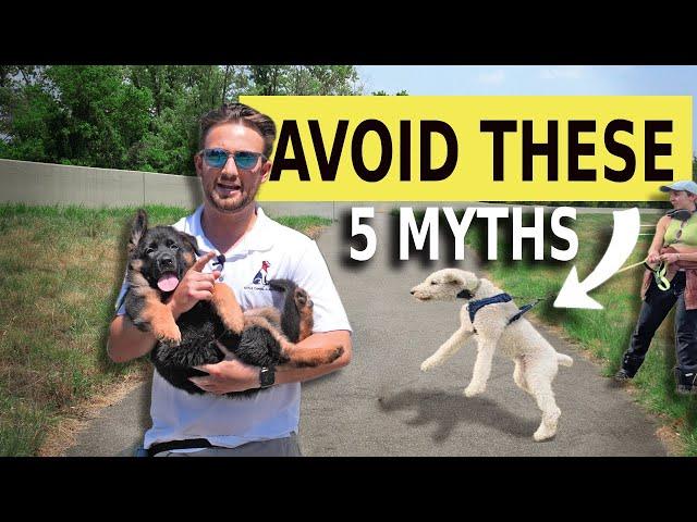 5 Myths About Training Dogs