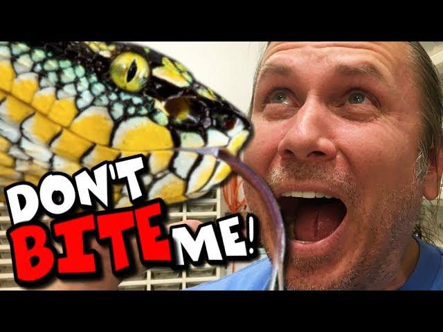 HOW TO UNPACK VENOMOUS SNAKES!!!! INSANELY COOL SNAKE COLLECTION! | BRIAN BARCZYK