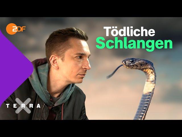 So töten Schlangen ihre Beute | Terra X plus