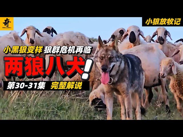 大型紀錄片【小狼放牧記】第30-31集，全球第二匹放牧的黑狼，牧羊犬追擊孤狼，小狼依然被排擠？狼群威脅再臨，兩狼八犬的放牧之行#坎高犬#狼#牧羊犬#狗#狼群#土耳其#动物世界#動物解説#動物世界
