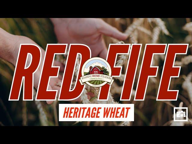 Red Fife Heritage Wheat: An Easy Backyard Grain