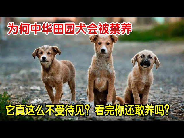 原来家家养的中华田园犬，为何被禁养？看完原因后你还想养吗？【动物神马说】