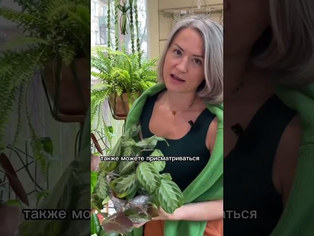 РАСТЕНИЯ ДЛЯ ВАННОЙ / влаголюбивые, теневыносливые, неприхотливые
