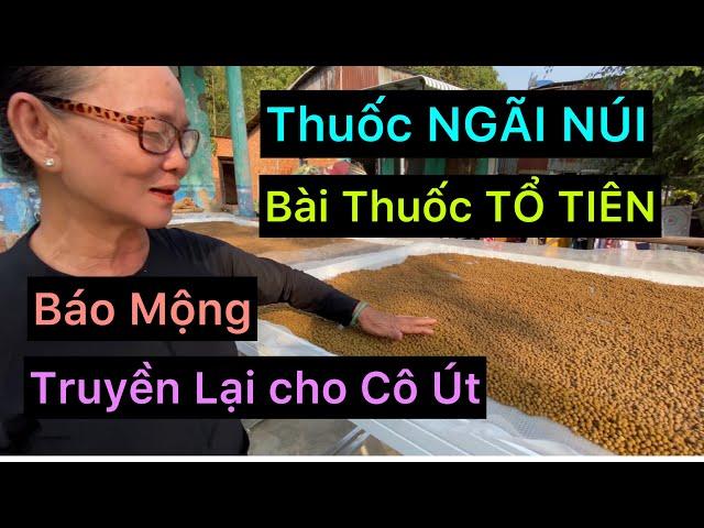 BÀI THUỐC NGÃI NÚI GIA TRUYỀN TRỊ NHIỀU CHỨNG BỆNH KHÓ AI NGỜ ,VÌ BÁN GIÁ RẺ NHƯ CHO: