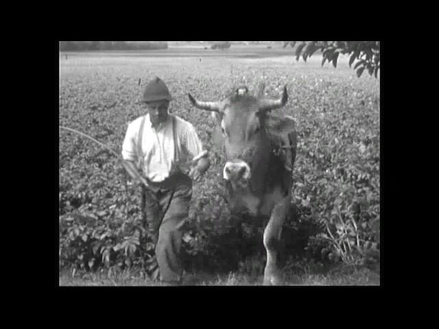 Traditionelle Feldbestellung (Schweiz, um 1947)