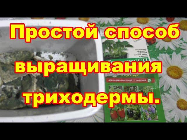 Легкий способ выращивания триходермы без пропаривания субстрата и стерилизации тары.