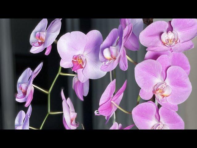 Pink Orchids  | Pink Orchids Arrangement | Viva Orchids