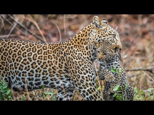 A Incrível Jornada de um Filhote - NatGeo Wild [ HD ]