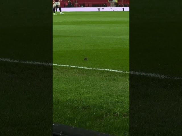 Mouse on pitch at old Trafford during Man United vs Ipswich #manchesterunited #manunited #mufc