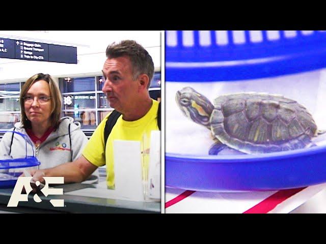 Pet Turtles Stopped When Boarding Flight | Airline | A&E