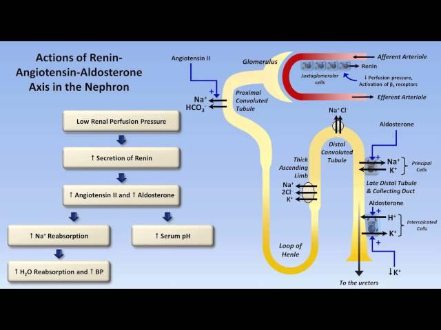 Sodium and Potassium Metabolism (Renin, Angiotensin, Aldosterone, and ADH)