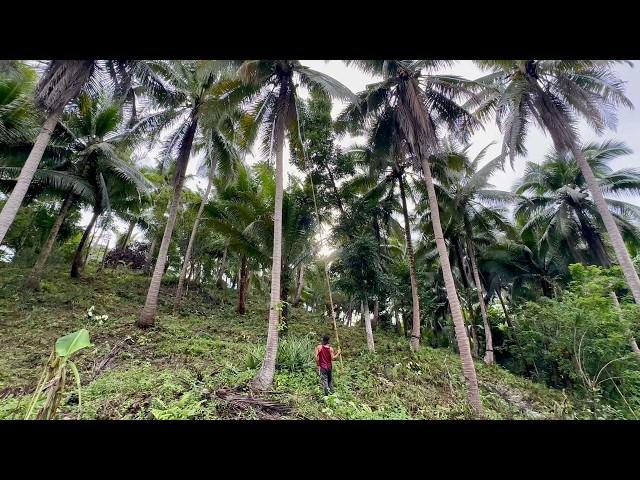 Harvest ng COCONUT - Tamang Pagpili ng Gagawing Cocozel VIRGIN COCONUT OIL + Biyaheng Cam Norte!