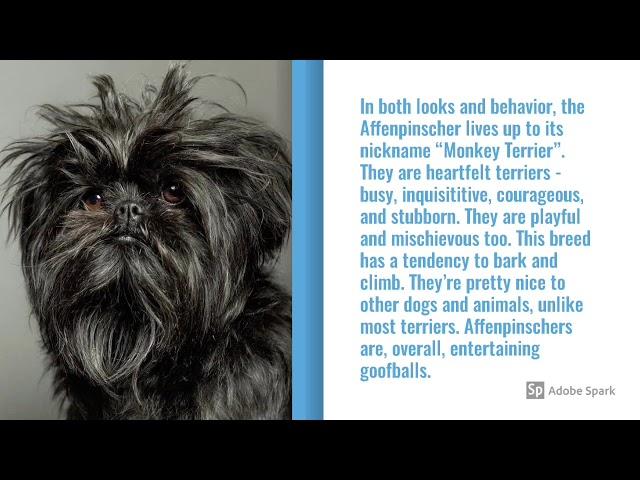 Affenpinscher Dog Breed Info