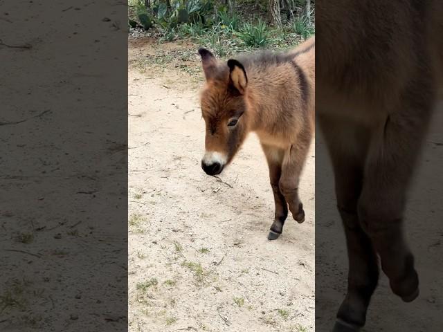Mules sound weird  #animals #shorts #pets #babyanimals #cute