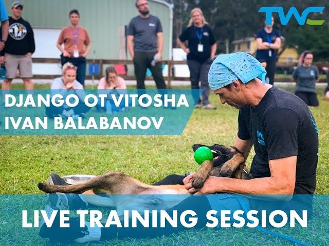 LIVE BELGIAN MALINOIS PUPPY TRAINING SESSION! || Ivan Balabanov and Django Ot Vitosha (5 months old)