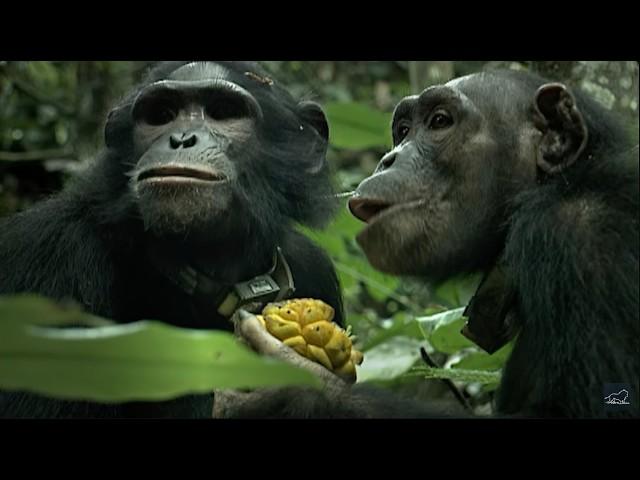 A chimpanzee story