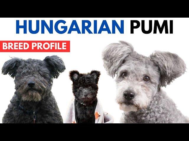 Pumi Dog Breed Profile History - Price - Traits - Pumi Dog Grooming Needs - Lifespan