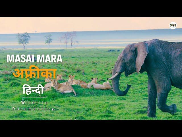 Masai Mara - हिन्दी डॉक्यूमेंट्री | African Wildlife stories documentary in Hindi