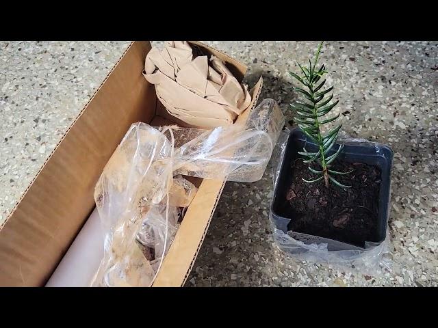 Unboxing: Torreya from camforest.com and Dragon Spruce from mikesplants (etsy.com)